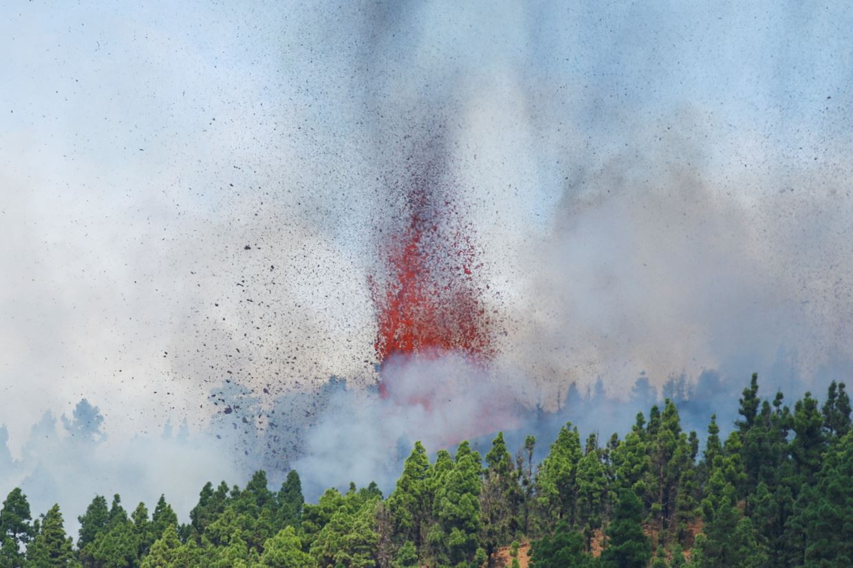 Afectado por cenizas volcánicas, más del 50% de los plátanos en La Palma, Esp...